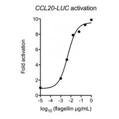 Flagellin (AG-40B-0095) activates TLR5. Method: Caco-2 cells transfected with plasmid encoding CCL20-LUC plasmid were activated for 24h with the indicated concentrations of Flagellin (Prod. No. AG-40B-0095). Luciferase assays were performed o