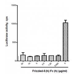 Figure: Frizzled-5 (human):Fc (human) (rec.) (AG-40B-0133) efficiently inhibits Wnt3a activation. Methods: Inhibition of Wnt3a activation by Frizzled-5 (human):Fc (human) (rec.) was measured by using HEK293 cells transfected with a plasmid c