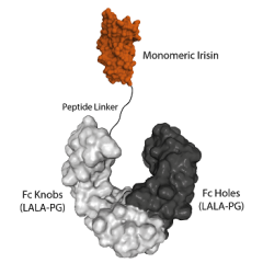 Fc (LALA-PG)-KIH (human):Irisin (monomeric) (rec.)