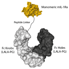 Fc (LALA-PG)-KIH (human):IL-1Ra (mouse) (monomeric) (rec.)