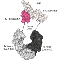 IL-12 (mouse):Fc (LALA-PG)-KIH (human) (rec.)