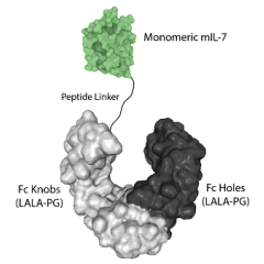 IL-7 (mouse) (monomeric):Fc (LALA-PG)-KIH (human) (rec.)