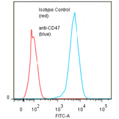 anti-CD47 (human), mAb (ANC2F6)