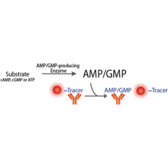 Transcreener AMP2/GMP2 FP Assay