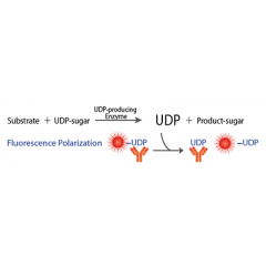 Transcreener UDP2 FP Assay