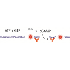 Transcreener cGAMP cGAS FP Assay & cGas Enzyme Bundle