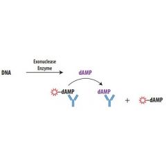 Transcreener dAMP Exonuclease FP Activity Assay