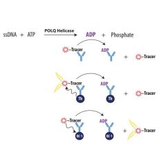 POLQ Helicase ATPase TR-FRET Assay System