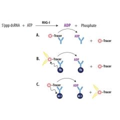 RIG-I ATPase FI Assay System