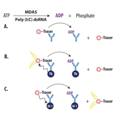 Enzolution™ MDA5 ATPase FP Assay System