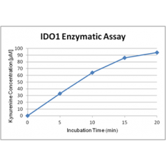 Activity assay figure of IDO (human) (rec.) (His) (highly active) (AG-40B-0161). IDO (human) has been tested with a protocol using catalase (see our website). The specific activity has been calculated to be >100’000U/mg protein with L-tryptophan as substr