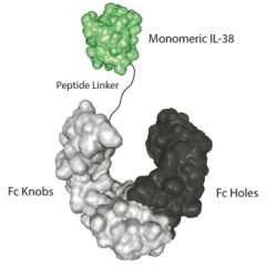 IL-38 (aa 1-152) (human) (monomeric):Fc-KIH (human) (rec.)