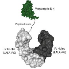 IL-4 (human) (monomeric):Fc (LALA-PG)-KIH (human) (rec.)