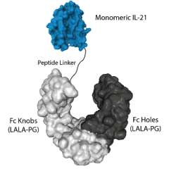IL-21 (mouse) (monomeric):Fc (LALA-PG)-KIH (human) (rec.)