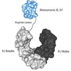 IL-37 (human) (monomeric):Fc-KIH (human) (rec.)