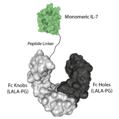 IL-7 (human) (monomeric):Fc (LALA-PG)-KIH (human) (rec.)