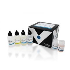 VECTASTAIN Elite ABC Universal PLUS Kit, Peroxidase (Horse Anti-Mouse/Rabbit IgG)