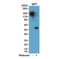 Western blot of nonreduced(-) and reduced(+) mouse IgG1 (20ng/lane), using 0.2ug/mL of RevMAb clone RM106. This antibody reacts to nonreduced IgG1 (~150 kDa) stronger than the reduced γ1 form (~50 kDa).
