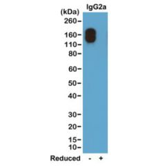 Western blot of nonreduced(-) and reduced(+) mouse IgG1 (20ng/lane), using 0.2ug/mL of RevMAb clone RM106. This antibody reacts to nonreduced IgG1 (~150 kDa) stronger than the reduced γ1 form (~50 kDa).