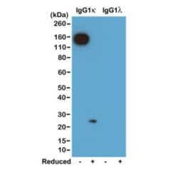 Western blot of nonreduced(-) and reduced(+) mouse IgG1κ and IgG1λ (20ng/lane), using 0.2ug/mL of RevMAb clone RM103. This antibody reacts to nonreduced IgG1κ (~150 kDa), and slightly reacts to reduced κ light chain (~25 kDa).