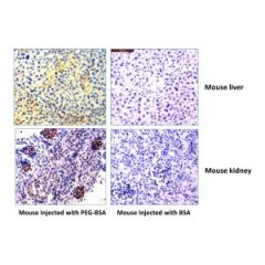 Immunohistochemistry of mouse liver and kidney using 0.5 ug/mL of RevMAb anti-PEG Clone RM105. The mouse was injected with PEG-BSA or BSA for 3 hours before sampling.