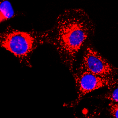 Immunocytochemical staining of HeLa cells, using anti-GAPDH RevMAb Clone RM114 at 1/200 dilution (red). Nuclei have been labeled with DAPI (blue).