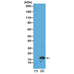 Western Blot of recombinant histone H3.3 (1) and acid extracts of HeLa cells (2), using RM137 at 0.5 ug/mL, showed a band of histone H3 tri-methylated at Lysine 4 (K4me3) in HeLa cells.