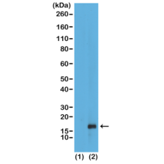 Western Blot of recombinant histone H3.3 (1) and acid extracts of HeLa cells (2), using RM147 at 0.5ug/mL, showed a band of histone H3 mono-methylated at Lysine 79 (K79me1) in HeLa cells.