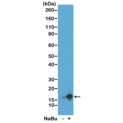 Western Blot of acid extracts from HeLa cells untreated (-) or treated with sodium butyrate (+), using RM161 at 0.25 ug/mL, showed a band of histone H3 acetylated at Lysine 9 in treated HeLa.
