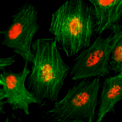 Immunocytochemistry of HeLa cells, using Histone H3 Rabbit mAb RM188 (red). Actin filaments have been labeled with fluorescein phalloidin (green).