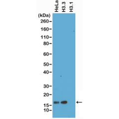 Western Blot of HeLa whole cell lysate, recombinant Histone H3.3 and Histone H3.1 proteins, using RM190 at 1 ug/mL, showed a band of histone H3.3 in HeLa cells and recombinant H3.3 protein, and no cross activity with Histone H3.1.