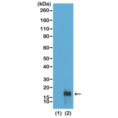 Western Blot of recombinant histone H3.3 (1) and acid extracts of HeLa cells (2), using RM181 at 0.25 ug/mL, showed a band of histone H3 dimethylated at Lysine 79 (K79me2) in HeLa cells.