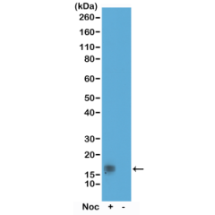 Western Blot of acid extracts of HeLa cells treated or non-treated with Nocodazole. Using RM164 at 0.5 ug/mL, showed a band of Histone H3 phospho-rylated at threonine 11 in HeLa cells