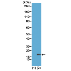 Western Blot of recombinant histone H3.3 (1) and acid extracts of HeLa cells (2), using RM167 at 1ug/mL, showed a band of histone H3 monomethy-lated at Lysine 18 (K18me1) in HeLa cells.