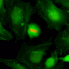 Immunocytochemistry of HeLa cells, using Anti-Phospho-Histone H4 (Ser1) Rabbit mAb RM194 (red). Actin filaments have been labeled with fluorescein phalloidin (green).