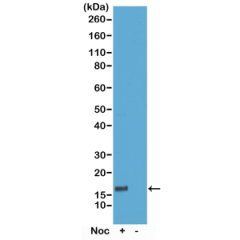 Western Blot of acid extracts of HeLa cells treated or non-treated with Nocodazole. Using RM160 at 0.1 ug/mL, showed a band of Histone H3 phospho-rylated at threonine 6 in HeLa cells.