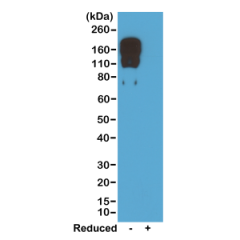 Western blot of nonreduced(-) and reduced(+) mouse IgG2c, using 0.5ug/mL of RevMAb clone RM223. This antibody reacts to nonreduced IgG2c.