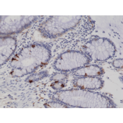 Immunohistochemical staining of formalin fixed and paraffin embedded human colon tissue sections using anti-Synaptophysin rabbit monoclonal antibody (Clone RM258) at a 1:200 dilution.