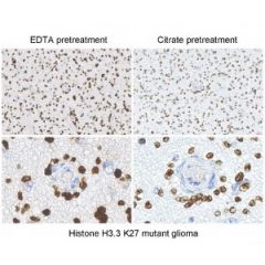 anti-Histone H3 K27M (human), Rabbit Monoclonal (RM192) (Biotin)