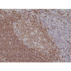 Immunohistochemical staining of formalin fixed and paraffin embedded human tonsil tissue section using anti-CD79a rabbit monoclonal antibody (Clone RM297) at a 1:200 dilution.