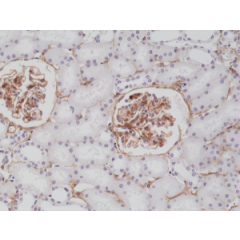 Immunohistochemical staining of formalin fixed and paraffin embedded human kidney tissue section using anti-CD140b rabbit monoclonal antibody (Clone RM303) at a 1:200 dilution.