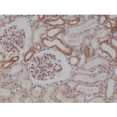Immunohistochemical staining of formalin fixed and paraffin embedded human kidney tissue section using anti-MyD88 rabbit monoclonal antibody (Clone RM306) at a 1:250 dilution.