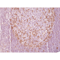 Immunohistochemical staining of formalin fixed and paraffin embedded human tonsil tissue section using anti-PD-1 rabbit monoclonal antibody (Clone RM309) at a 1:500 dilution.