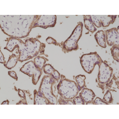 Immunohistochemical staining of formalin fixed and paraffin embedded human placenta tissue section using anti-PLAP rabbit monoclonal antibody (Clone RM317) at a 1:1000 dilution.