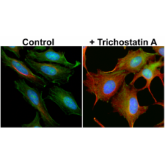 Immunocytochemistry of HeLa cells non-treated or treated with Trichostatin A (TSA), using anti-Acetyl- alpha-Tubulin (Lys40) rabbit monoclonal antibody (Clone RM318) at a 1:5000 dilution (red). Actin filaments have been labeled with fluorescein phalloidin