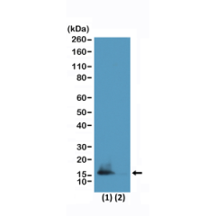 Western Blot of HeLa cells (1) and recombinant histone H3.3 (2) using RM322 at 0.5 ug/mL.
