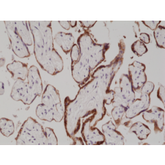 Immunohistochemical staining of formalin fixed and paraffin embedded human placenta tissue section using anti-hCG rabbit monoclonal antibody (Clone RM330) at a 1:1000 dilution.