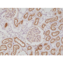 Immunohistochemical staining of formalin fixed and paraffin embedded human kidney tissue section using anti-CD10 rabbit monoclonal antibody (Clone RM337) at a 1:200 dilution.