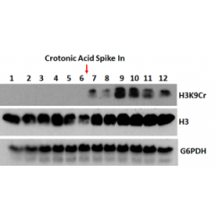 Western Blot using Anti-Histone H3K9cr Rabbit Monoclonal Antibody RM339 against H3K9cr[Crotonyl-Histone H3 (Lys9)]. Anti-Histone H3 and anti-G6PDH were used as controls. A crotonylation inducing metabolite was used to increase the H3K9cr signal.