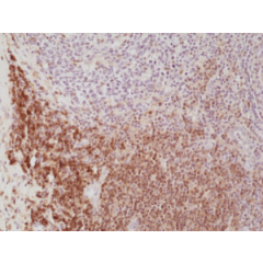Immunohistochemical staining of formalin fixed and paraffin embedded human Tonsil tissue section using anti-CD4 rabbit monoclonal antibody (CloneRM345) at a 1:500 dilution.